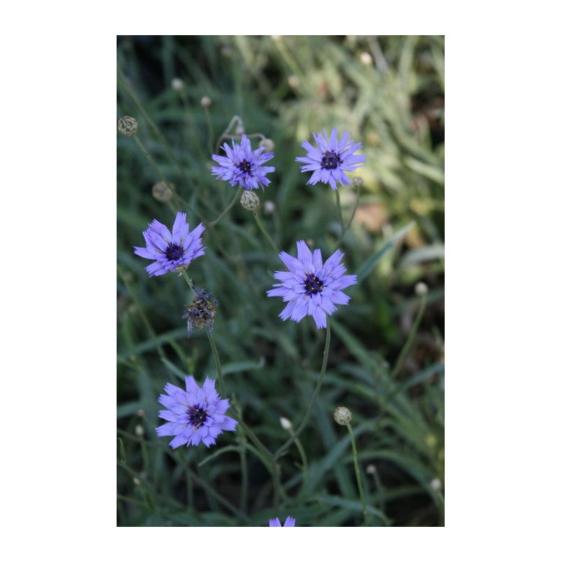 Catananche caerulea Kupidynek błękitny