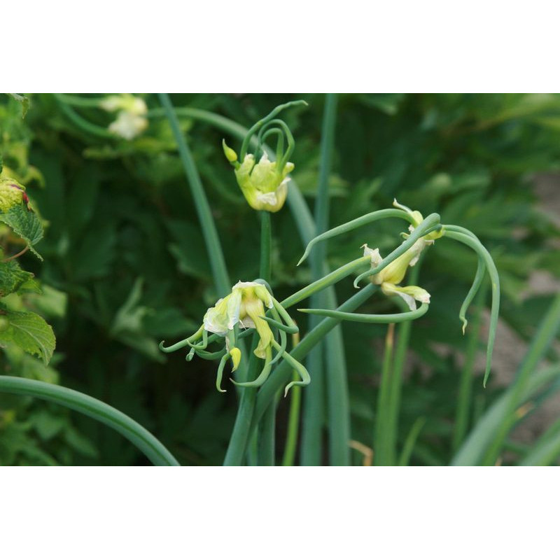 Allium x proliferum Cebula wielopiętrowa