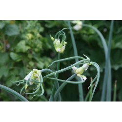 Allium x proliferum Cebula wielopiętrowa