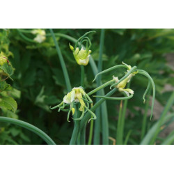 Allium x proliferum Cebula wielopiętrowa