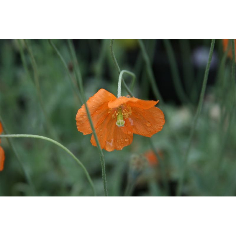 Papaver nudicaule Mak syberyjski