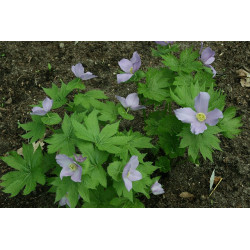 Glaucidium palmatum - Glaucidium dłoniaste