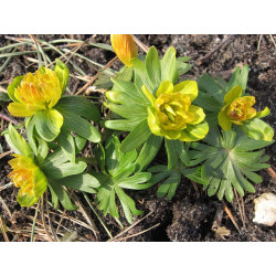 Eranthis hyemalis - Flore Pleno Rannik zimowy