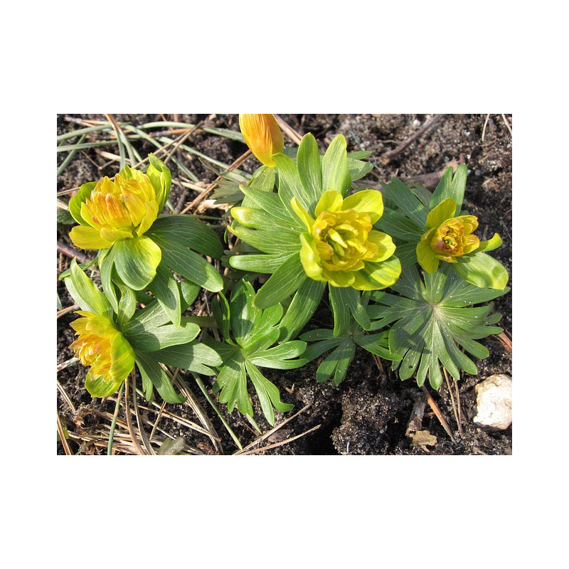 Eranthis hyemalis - Flore Pleno Rannik zimowy