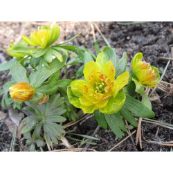 Eranthis hyemalis - Flore Pleno Rannik zimowy