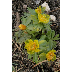 Eranthis hyemalis - Flore Pleno Rannik zimowy