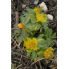 Eranthis hyemalis - Flore Pleno Rannik zimowy