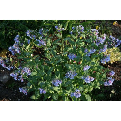 Mertensia virginica Mertensja wirginijska