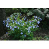 Mertensia virginica Mertensja wirginijska