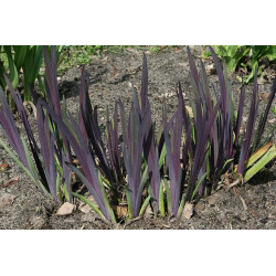 Iris versicolor - Dark Aura Kosaciec różnobarwny