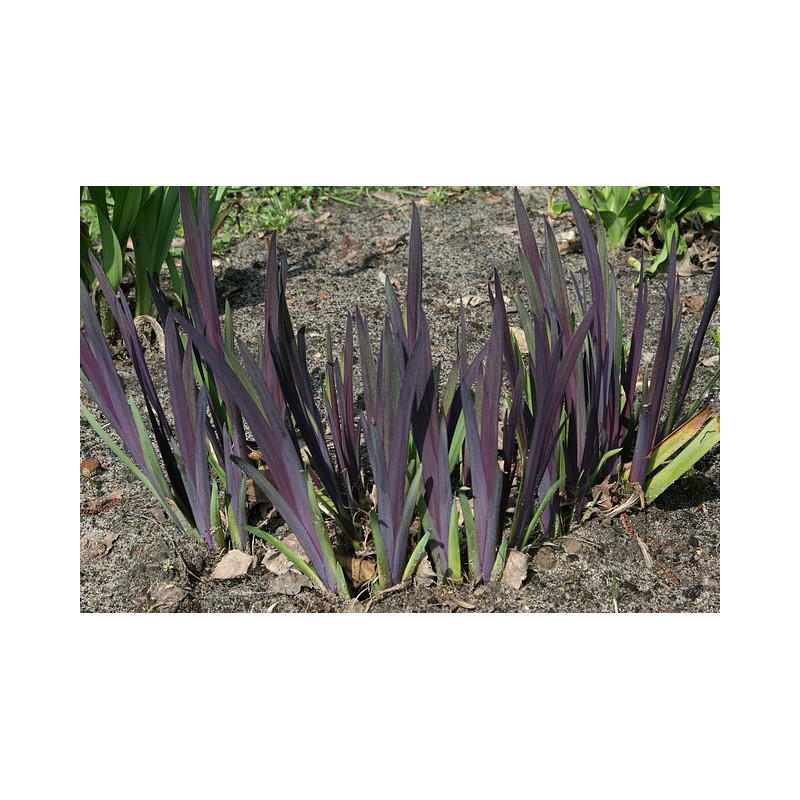 Iris versicolor - Dark Aura Kosaciec różnobarwny