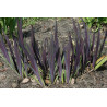 Iris versicolor - Dark Aura Kosaciec różnobarwny