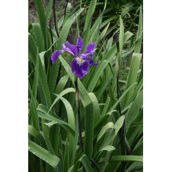 Iris versicolor - Dark Aura Kosaciec różnobarwny