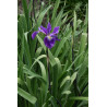 Iris versicolor - Dark Aura Kosaciec różnobarwny