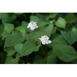 Houttuynia cordata - Flore Pleno Tułacz