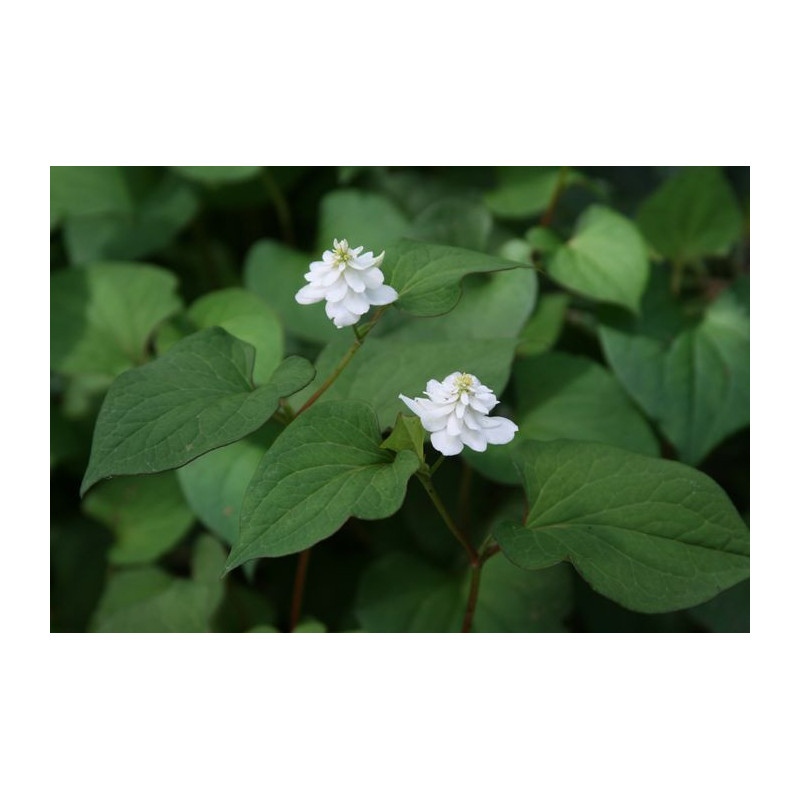 Houttuynia cordata - Flore Pleno Tułacz