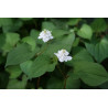 Houttuynia cordata - Flore Pleno Tułacz