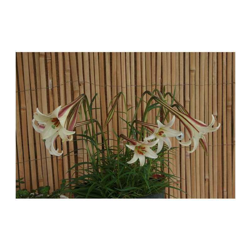 Lilium formosanum var. pricei Lilia tajwańska