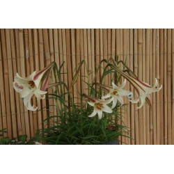 Lilium formosanum var. pricei Lilia tajwańska