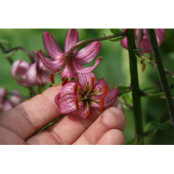 Lilium martagon Lilia złotogłów