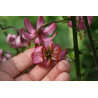 Lilium martagon Lilia złotogłów