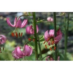 Lilium martagon Lilia złotogłów