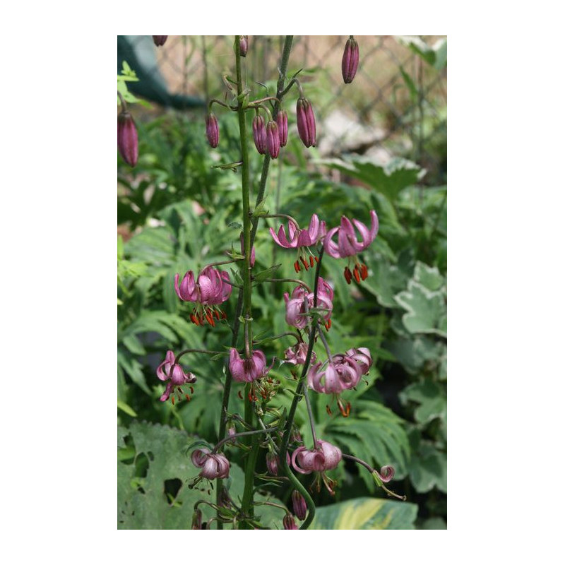 Lilium martagon Lilia złotogłów