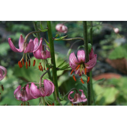 Lilium martagon Lilia złotogłów