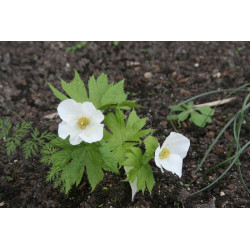 Glaucidium palmatum - Album Glaucidium dłoniaste