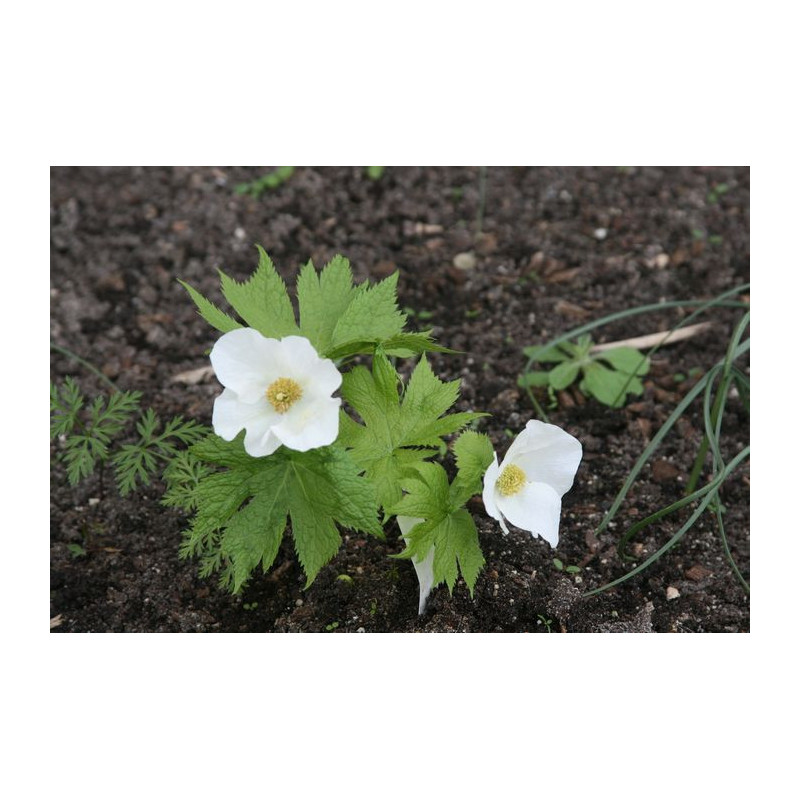 Glaucidium palmatum - Album Glaucidium dłoniaste