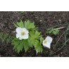 Glaucidium palmatum - Album Glaucidium dłoniaste