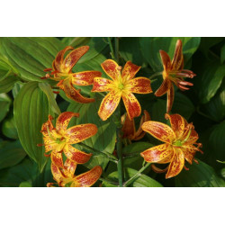 Lilium martagon - Arabian Night Lilia złotogłów