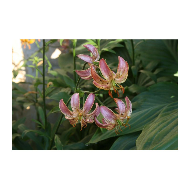 Lilium martagon - Pink Morning Lilia złotogłów