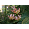 Lilium martagon - Pink Morning Lilia złotogłów