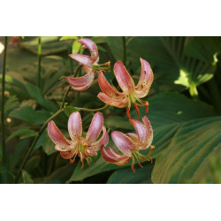 Lilium martagon - Pink Morning Lilia złotogłów