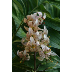 Lilium martagon - Chameleon Lilia złotogłów