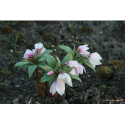 Helleborus thibetanus Ciemiernik tybetański