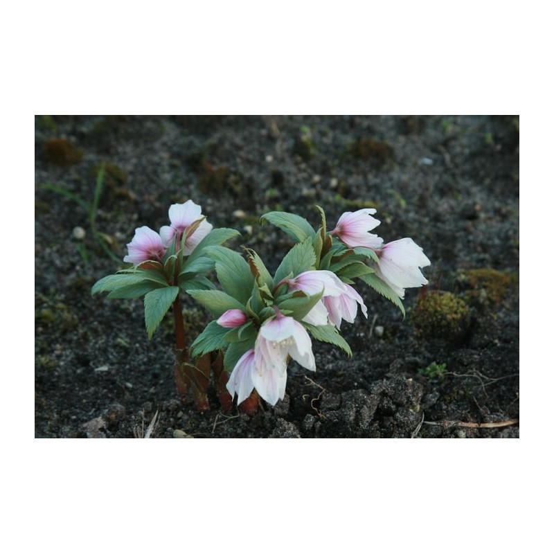 Helleborus thibetanus Ciemiernik tybetański