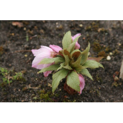 Helleborus thibetanus Ciemiernik tybetański