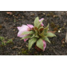 Helleborus thibetanus Ciemiernik tybetański