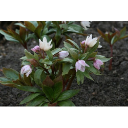 Helleborus thibetanus Ciemiernik tybetański