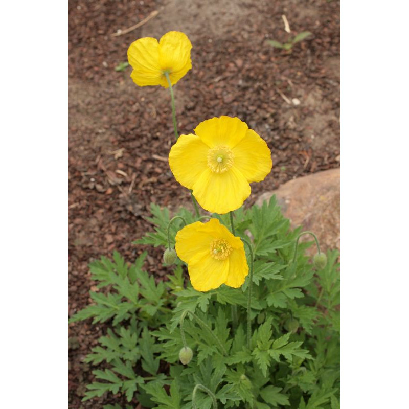 Meconopsis cambrica (Papaver) Mak walijski