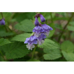 Meehania urticifolia Mehania pokrzywolistna