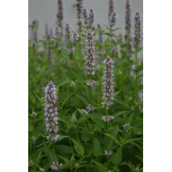 Agastache foeniculum Kłosowiec fenkułowy