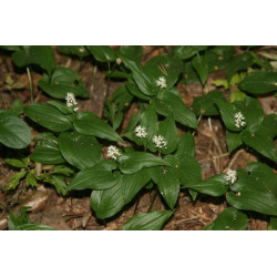 Maianthemum bifolium Konwalijka dwulistna