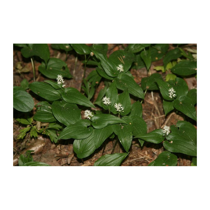 Maianthemum bifolium Konwalijka dwulistna