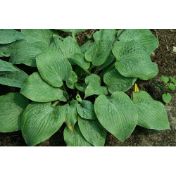 Hosta - Purple Haze Funkia