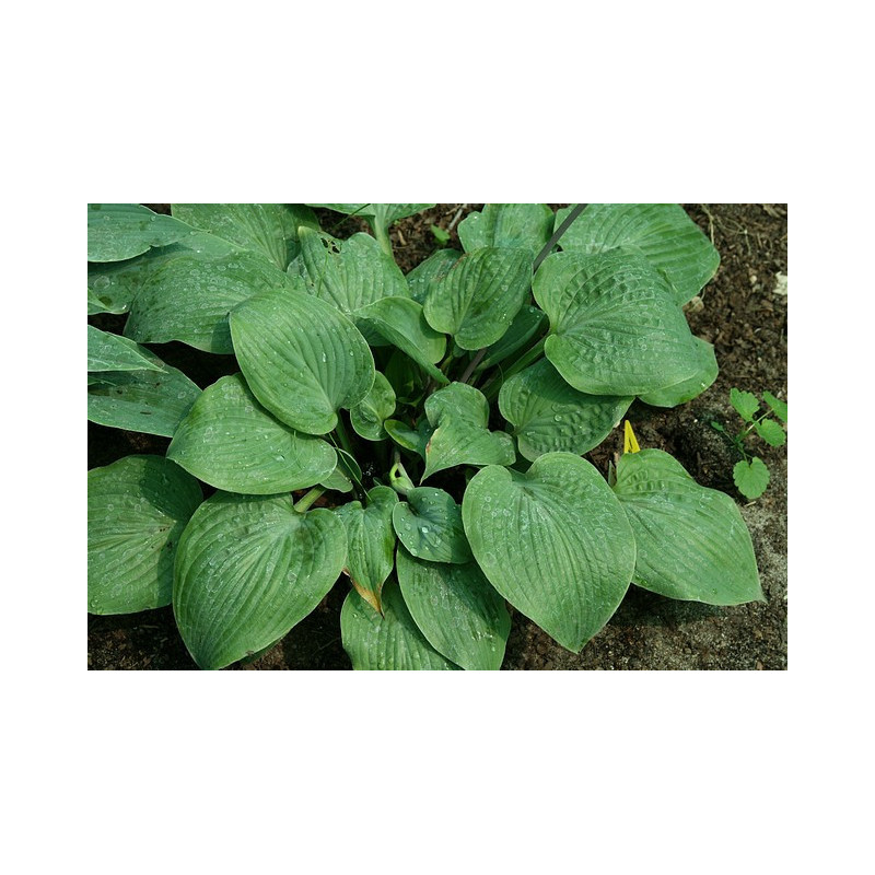 Hosta - Purple Haze Funkia