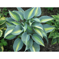 Hosta - Touch of Class Funkia