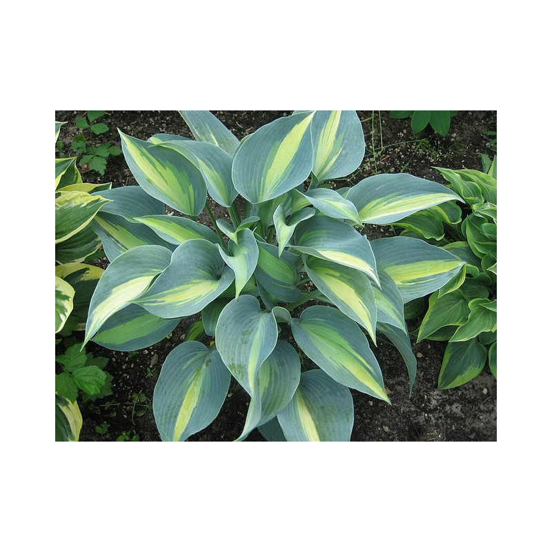 Hosta - Touch of Class Funkia